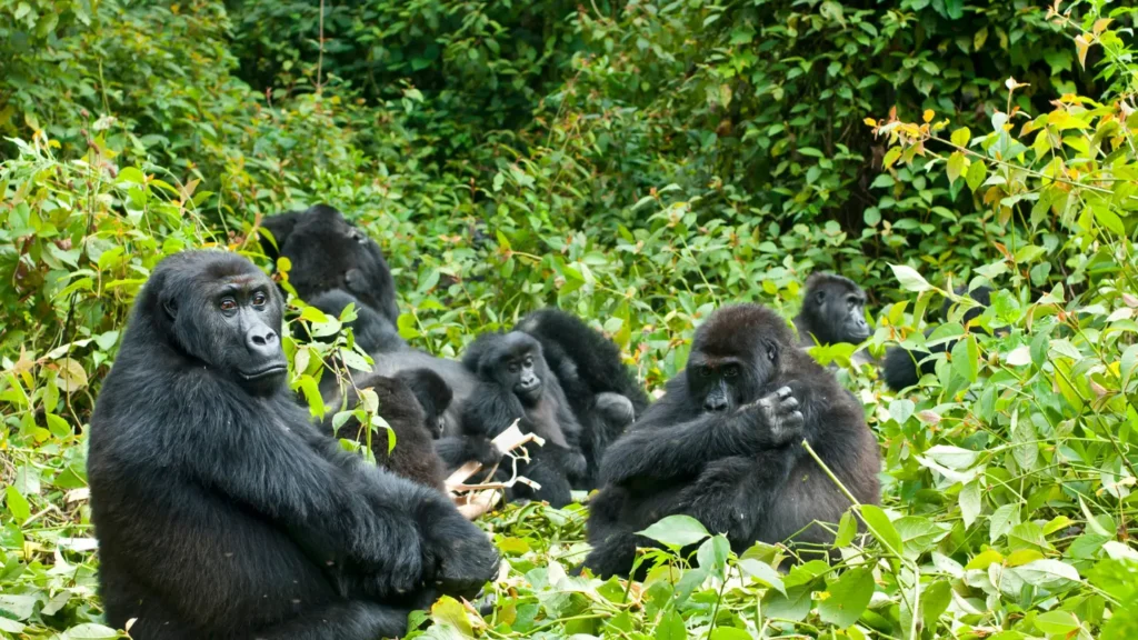 Rwanda Gorilla Safari