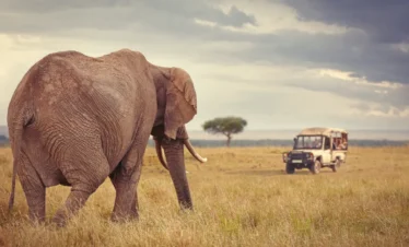 Kenya Bara Safari: 12-Day Luxury Wildlife Adventure in Kenya