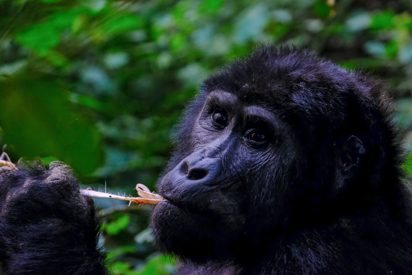 Uganda Gorilla Trekking Bwindi Forest