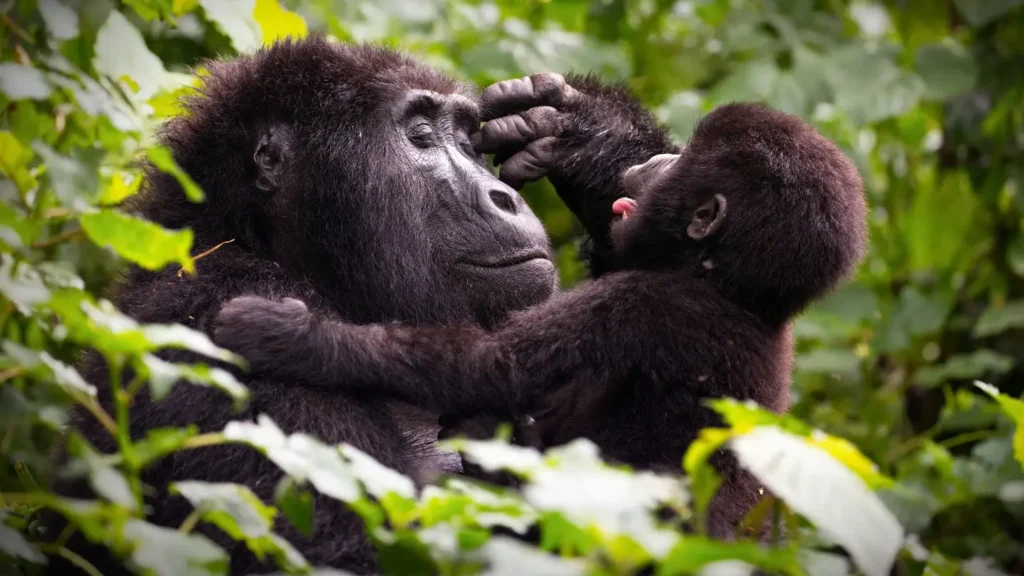 Uganda Gorilla Fly-In Safari