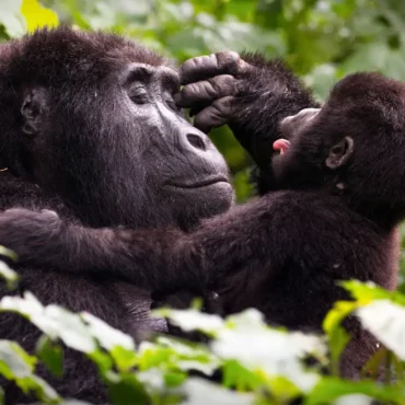 Uganda Gorilla Fly-In Safari