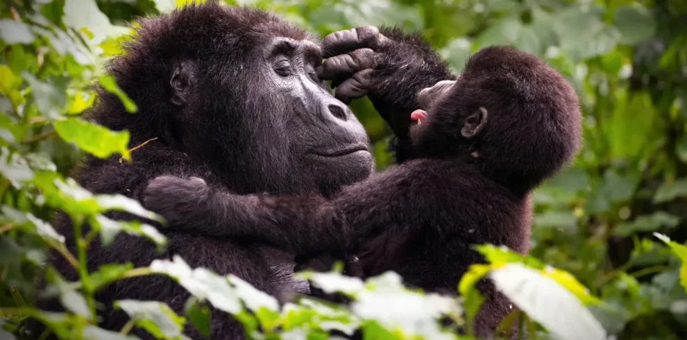 Uganda Gorilla Fly-In Safari