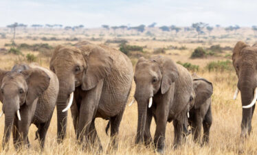 Christmas Safari in Kenya
