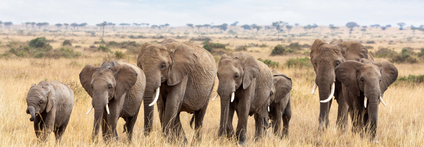 Christmas Safari in Kenya