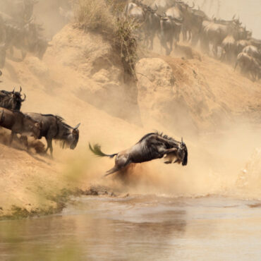 Kenya Wildebeest Migration Safari