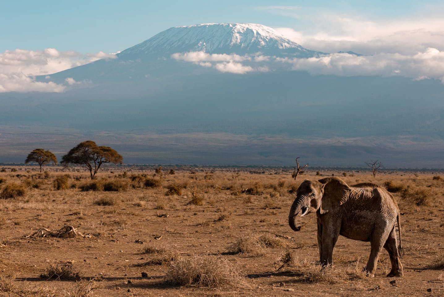 mount-kilimanjaro-tanzania-elephants