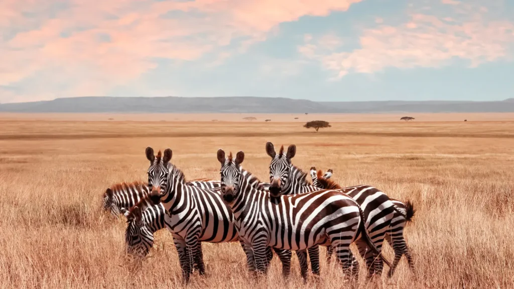 Kenya Enchanting Safari: 12-Day Wildlife Adventure in Kenya