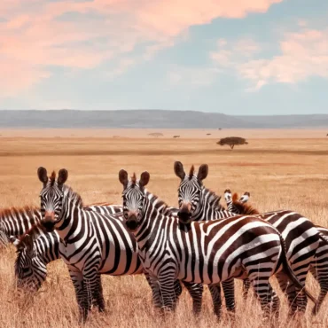 Kenya Enchanting Safari: 12-Day Wildlife Adventure in Kenya