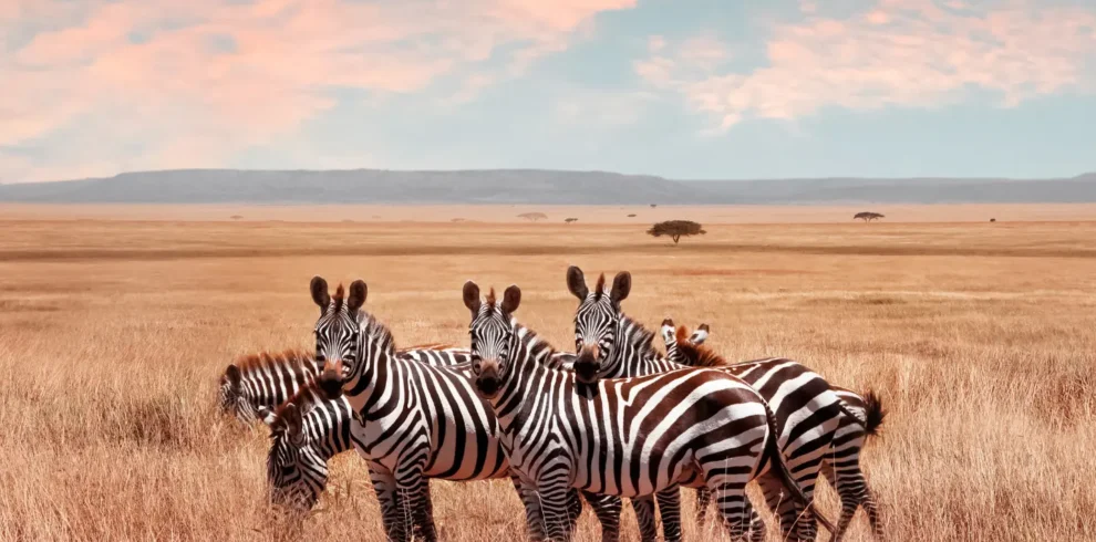 Kenya Enchanting Safari: 12-Day Wildlife Adventure in Kenya